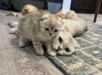 Scottish Fold & Scottish Straight Kittens - Scottish Fold Cat For Sale - Los Angeles, CA, US