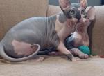 TICA Jay - Sphynx Cat For Sale - Rockford, IL, US