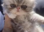 Silver shaded - Persian Cat For Sale - West Palm Beach, FL, US