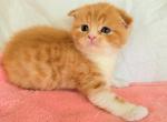 Leo - Scottish Fold Cat For Sale - New York, NY, US