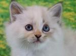 Azula - Siberian Cat For Sale - Clintwood, VA, US