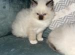 2 sweet tica registered seal mitted females - Ragdoll Cat For Sale - Butler, PA, US