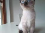 Seal Point Siamese  Litter - Siamese Cat For Sale - Dunn, NC, US