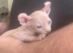 Just different odd eyes - Sphynx Cat For Sale - Massapequa, NY, US