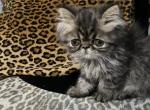 Beast Teacup Chocolate Tabby Persian - Persian Cat For Sale - Las Vegas, NV, US