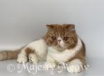 Allura - Exotic Cat For Sale - Yucca Valley, CA, US