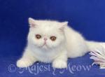 Azisa - Exotic Cat For Sale - Yucca Valley, CA, US