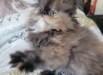 Persian Female tortie color - Persian Cat For Sale - MA, US