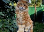 Grandi - Maine Coon Cat For Sale - New York, NY, US