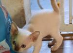 Yoyo's Pointed Girl - Devon Rex Cat For Sale - Stanford, MT, US