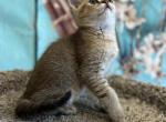 Leo - Scottish Straight Cat For Sale - Renton, WA, US