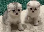 White & Grey Spotted Scottish Fold - Scottish Fold Cat For Sale - Los Angeles, CA, US