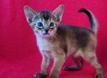 Ambassador - Abyssinian Cat For Sale - Norwalk, CT, US