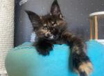 Nala - Maine Coon Cat For Sale - Hollywood, FL, US