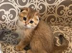 Scottish Fold Golden Shaded Boy Grayson - Scottish Fold Cat For Sale - Odessa, FL, US