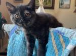 Scottish Straight Female - Scottish Straight Cat For Sale - Driftwood, TX, US