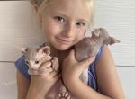 Sphynx - Sphynx Cat For Sale - Hallandale, FL, US