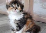 ISABELLE - Maine Coon Cat For Sale - Pensacola, FL, US