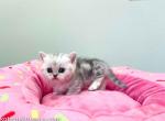 LA native boy Benji silver tabby munchkin - Munchkin Cat For Sale - CA, US