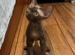 J - Devon Rex Cat For Sale - Philadelphia, PA, US