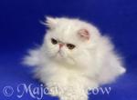 Belhar - Persian Cat For Sale - Yucca Valley, CA, US