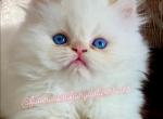 Lucy Litter - Himalayan Cat For Sale - Tampa, FL, US