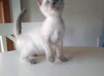 Blue Point Siamese F - Siamese Cat For Sale - Dunn, NC, US