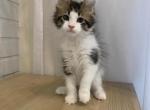 Grace - Maine Coon Cat For Sale - NY, US