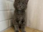 Gucci - Maine Coon Cat For Sale - NY, US