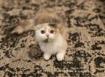 Ava - Munchkin Cat For Sale - Joplin, MO, US