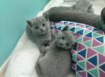 Fern and Jade litter - Russian Blue Cat For Sale - Hallsville, MO, US