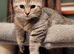 Queenie - Munchkin Cat For Sale - MO, US