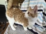 Calvin - Munchkin Cat For Sale - FL, US