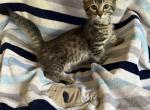 Ace - Munchkin Cat For Sale - FL, US