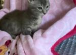 Abby - Munchkin Cat For Sale - FL, US