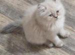 Himilayan Kitten - Himalayan Cat For Sale - Greenville, OH, US