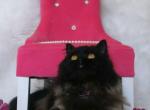 Sheba - Persian Cat For Sale - Lake Mary, FL, US