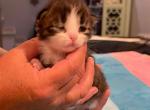 Bartholomew - Siberian Cat For Sale - Clintwood, VA, US