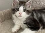 Alex - Maine Coon Cat For Sale - Jacksonville, FL, US