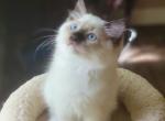 Seal point mitted - Ragdoll Cat For Sale - Farmville, VA, US