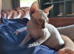 TICA Blue male - Sphynx Cat For Sale - Rockford, IL, US