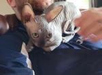 TICA black female - Sphynx Cat For Sale - Rockford, IL, US