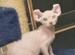 Blue and green odd eyes must see Twins - Sphynx Cat For Sale - Massapequa, NY, US