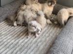 New Late Summer 22 Litter Reservations OPEN - Ragdoll Cat For Sale - Mount Vernon, WA, US