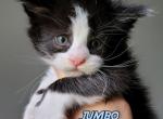 JUMBO - Maine Coon Cat For Sale - Pensacola, FL, US