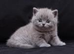 Qualibro - British Shorthair Cat For Sale - Norwalk, CT, US