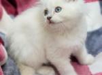 Lilac mink - Ragdoll Cat For Sale - Farmville, VA, US