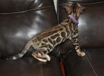 SunlightBengals - Bengal Cat For Sale - Chicago, IL, US