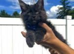 Blue Collar Male - Maine Coon Cat For Sale - La Porte, IN, US
