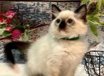 Leo - Ragdoll Cat For Sale - Joplin, MO, US